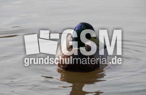 Stockente (6 von 6).jpg